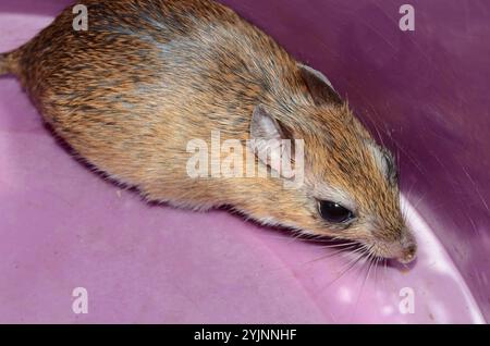 Bushveld-Gerbil (Gerbilliscus leucogaster) Stockfoto