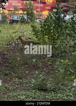Europäischer roter Fuchs (Vulpes Vulpes Crucigera) Stockfoto