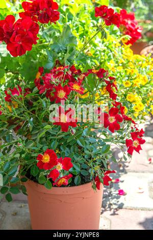 Bienenweide-Rose, Rosa Bienenweide Rot, Bienenweide Rose, Rosa Bienenweide Rot, Stockfoto