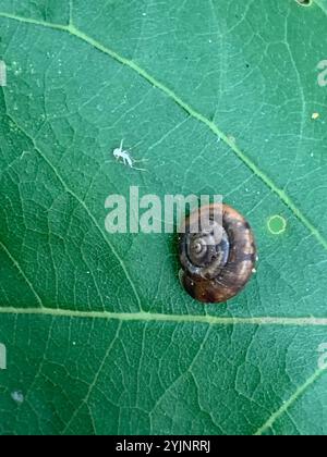 Erdbeerschnecke (Trochulus striolatus) Stockfoto