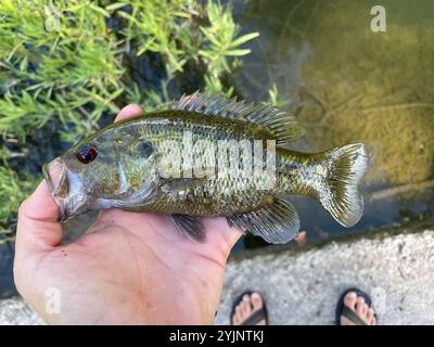 Warmouth (Lepomis gulosus) Stockfoto