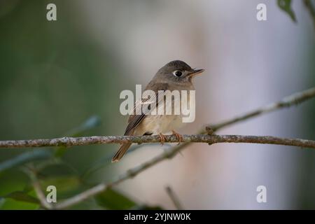 Der braune Fliegenfänger oder Layard's Fliegenfänger ist ein kleiner Passerinvogel aus der Fliegenfänger-Familie Muscicapidae. Arten Südostasiens. Stockfoto