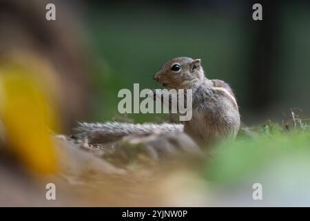 Die indischen Palm Eichhörnchen oder drei gestreiften Palm Eichhörnchen ist eine Art von Nagetieren in der Familie Sciuridae natürlich in Indien und Sri Lanka gefunden. Stockfoto