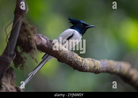 Der indische Paradiesfliegenfänger ist ein mittelgroßer Singvogel aus Asien, wo er weit verbreitet ist. Stockfoto