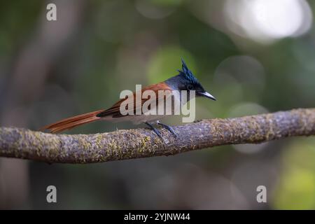 Der indische Paradiesfliegenfänger ist ein mittelgroßer Singvogel aus Asien, wo er weit verbreitet ist. Stockfoto