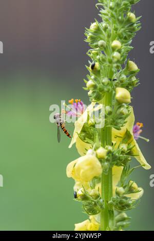 Schwarze Königskerze, Verbascum nigrum, Black Mullein Stockfoto