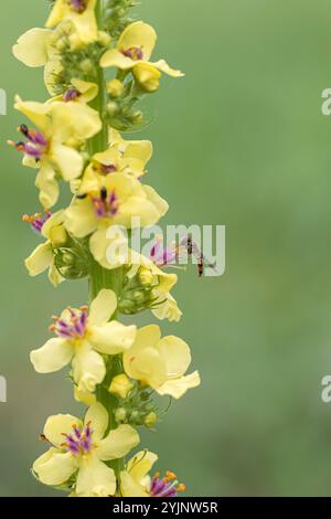 Schwarze Königskerze, Verbascum nigrum, Black Mullein Stockfoto