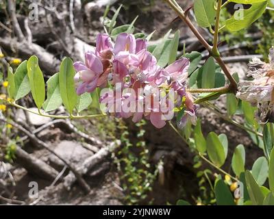 New Mexico Heuschrecke (Robinia neomexicana) Stockfoto