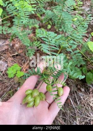 Kanadische Milchvetch (Astragalus canadensis) Stockfoto