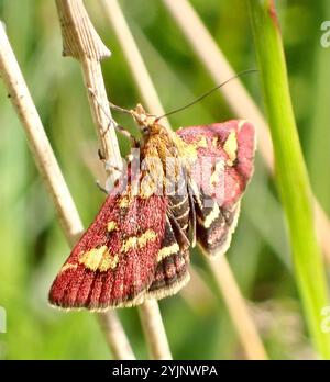 Gemeine Karmesin- und Goldmotte (Pyrausta purpuralis) Stockfoto