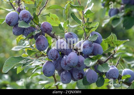 Zwetschge, Zwetsche, Prunus domestica Topper, Pflaume Stockfoto