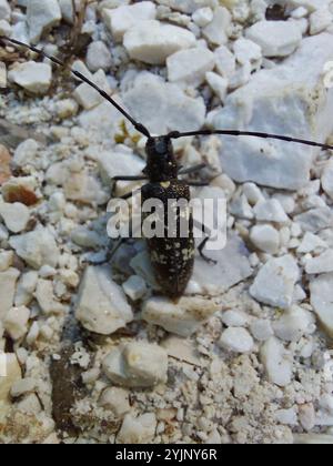 Zimmermann Sägekäfer (Monochamus sartor) Stockfoto
