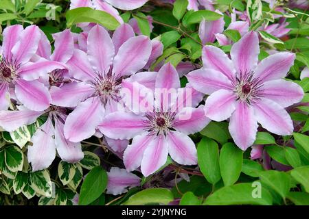 Clematis Nelly Moser Stockfoto