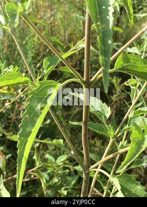 Spätboneset (Eupatorium serotinum) Stockfoto