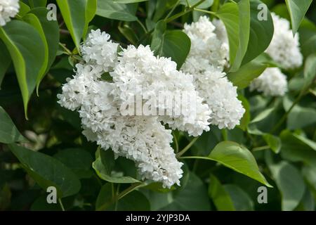 Edel-Flieder, Syringa vulgaris, Madame Lemoine, edler Flieder Stockfoto