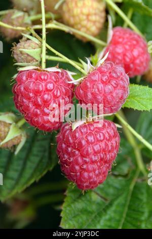 Himbeere, Rubus idaeus Sugana TWOTIMER, Himbeere Stockfoto