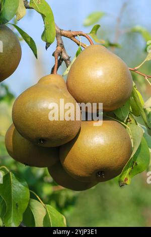 Birne, Pyrus communis Uta, Pear Stockfoto