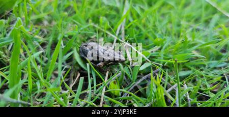 Gemeiner Ostfrosch (Crinia signifera) Stockfoto