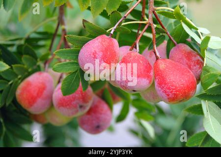 Speierling, Sorbus domestica Sossenheimer Riesen, Sparrow Stockfoto