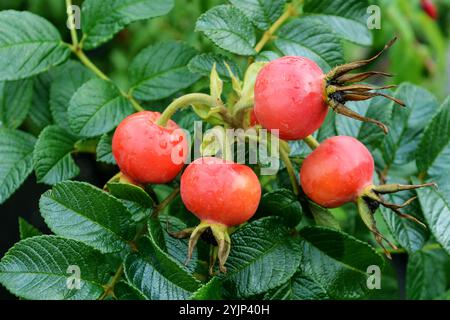 Kartoffel-Rose, Rosa rugosa, Kartoffelrose Stockfoto