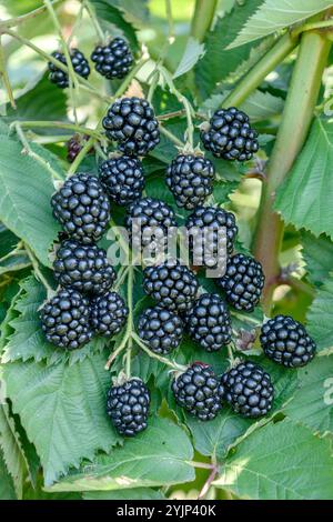 Arkansas-Brombeere, Rubus fruticosus Navaho, Arkansas brombeere Stockfoto