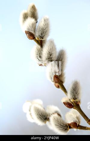 Sal-Weide, Salix caprea, männliche Blütenkätzchen, Ziegenweide, männliche Katzinen Stockfoto