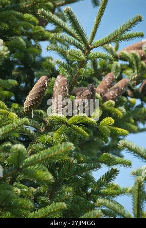 Nordmanns Tanne, Abies nordmanniana, Nordmann Tanne, Abies nordmanniana, Nordmanntanne Stockfoto