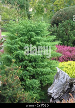 Sicheltanne, Cryptomeria japonica elegans viridis, Cryptomeria, Cryptomeria japonica elegans viridis, japanische Zedernholz Stockfoto