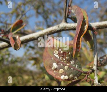 Gepanzerte Schuppeninsekten (Diaspididae) Stockfoto