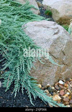 Blauer Teppichwacholder, Juniperus horizontalis Glauca, Blauer Teppich Wacholder, Juniperus horizontalis glauca Stockfoto