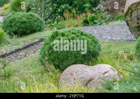 Krummholz-Kiefer, Pinus mango Gruene Welle, Krummholz Kiefer, Pinus mogo grüne Welle Stockfoto