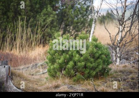 Moor-Kiefer, Pinus mugo subsp. Rotundata, Moorkiefer, Pinus mugo subsp. Rotundata, Flaumkiefer, Moorkiefer Stockfoto