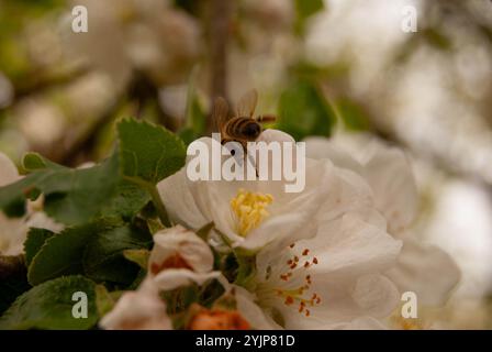 Eine Biene, die an einem sonnigen Frühlingstag eine zarte Apfelblüte bestäubt, symbolisiert den Zyklus der Natur. Stockfoto