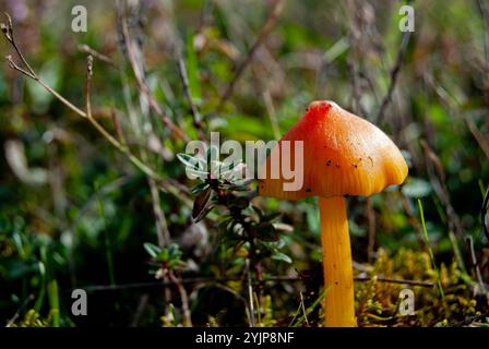 Ein Nahfoto eines lebhaften Hygrocybe conica Pilzes, auch bekannt als der „Hexenhut“, der im Gras steht. Stockfoto