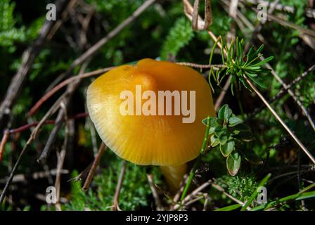 Ein Nahfoto eines lebhaften Hygrocybe conica Pilzes, auch bekannt als der „Hexenhut“, der im Gras steht. Stockfoto