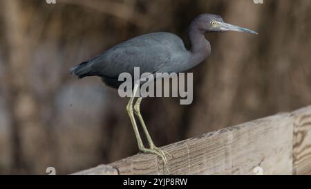 Little Blue Heron im Brazos Bend State Park, Texas Stockfoto