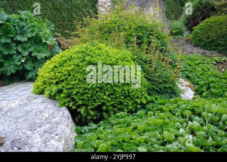 Zwerg-Eibe, Taxus cuspidata Nana, Zwergeibe, Taxus cuspidata Nana Stockfoto