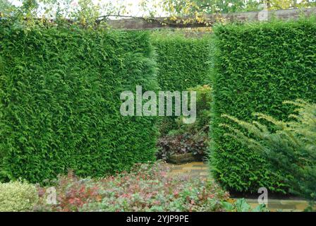 Lebensbaum, Thuja plicata Gelderland, Thuja plicata Gelderland, Baum des Lebens Stockfoto