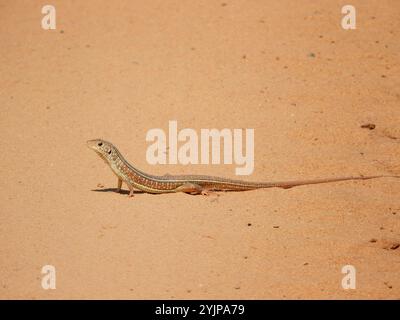 Schwarz beschichtete Echse (Gerrhosaurus nigrolineatus) Stockfoto