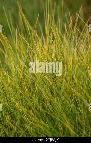Lange Grashalme, die sich im Wind bewegen. Geringe Schärfentiefe Stockfoto