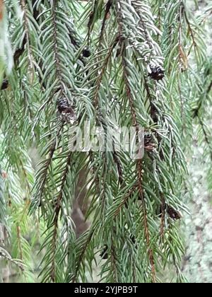 Lärche Wollblattlaus (Adelges laricis) Stockfoto