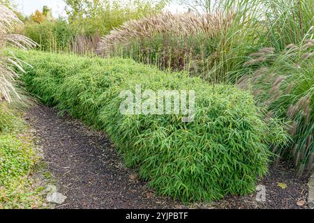 Fargesia Murieliae 'Simba' Bambus Stockfotografie - Alamy
