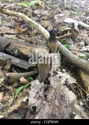 Östliche schwarze Trompete (Craterellus fallax) Stockfoto