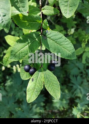 Schwarzbergiges Geißblatt (Lonicera nigra) Stockfoto