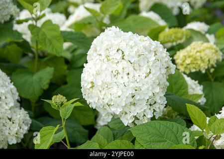 Schneeball-Hortensie, Hydrangea arborescens Annabelle, Schneeball Hortensie, Hydrangea arborescens Annabelle Stockfoto