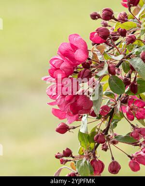 Zier-Apfel, Malus Indian Magic, Ornamental Apfel, Malus Indian Magic Stockfoto