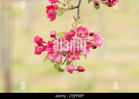 Zier-Apfel, Malus Indian Magic, Ornamental Apfel, Malus Indian Magic Stockfoto