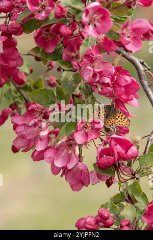 Zier-Apfel, Malus Indian Magic, Ornamental Apfel, Malus Indian Magic Stockfoto