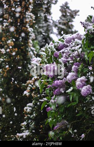 Flieder unter dem Schnee, Idstein (Deutschland) Stockfoto