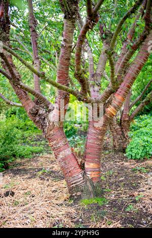 Mahagoni-Kirsche, Prunus serrula, Mahagoni Kirsche, Prunus serrula Stockfoto